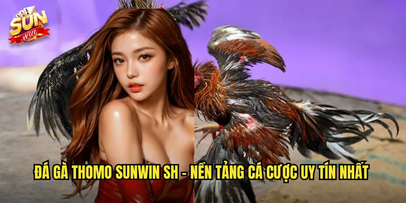 Đá gà thomo sunwin sh - Nền tảng cá cược uy tín nhất