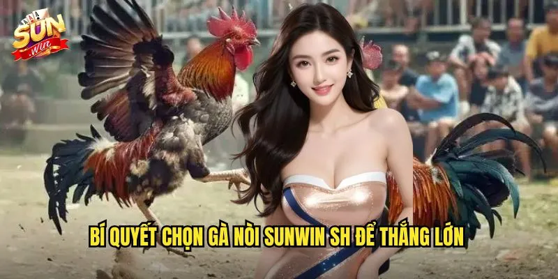 Đá Gà Nòi Sunwin SH - Sân Chơi Dành Cho Tín Đồ Gà Thuần Chủng 3 Bí quyết chọn gà nòi Sunwin SH để thắng lớn