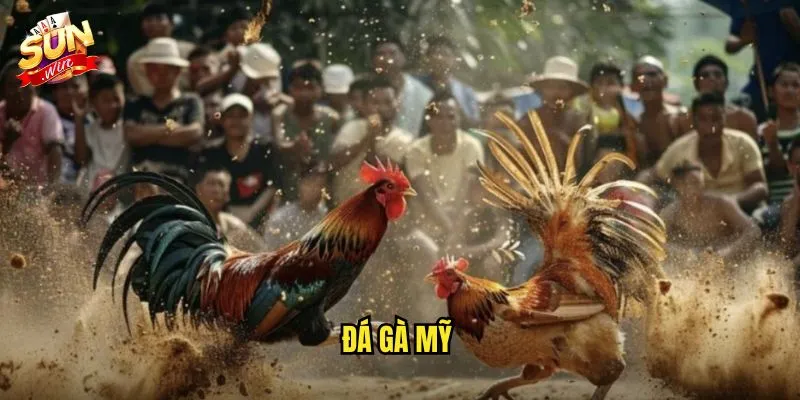 Đá Gà Mỹ