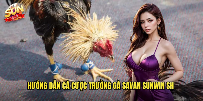 Hướng dẫn cá cược trường gà Savan Sunwin SH