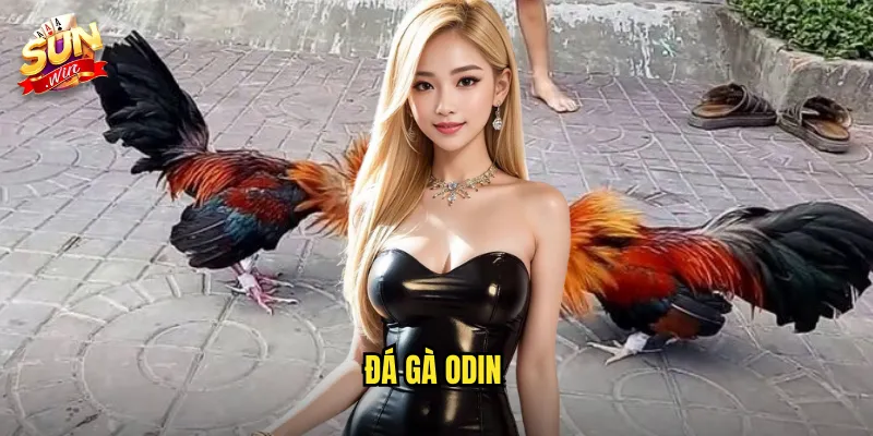Đá Gà Odin Sunwin SH
